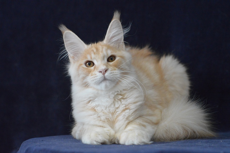 Sultan Akbars (polydactyl) 66/66 - Kitten maine-coon 4 months 3.5 weeks