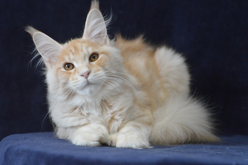 Sultan Akbars (polydactyl) 66/66 - Kitten maine-coon 4 months 3.5 weeks