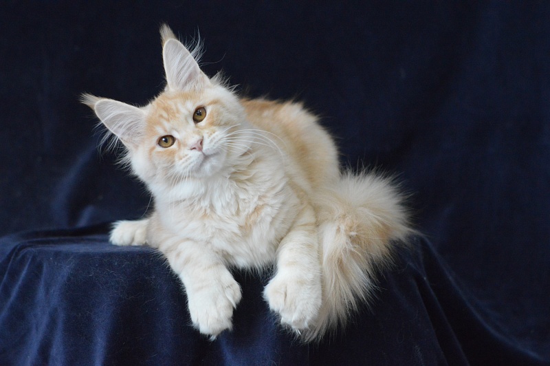 Sultan Akbars (polydactyl) 66/66 - Kitten maine-coon 4 months 3.5 weeks