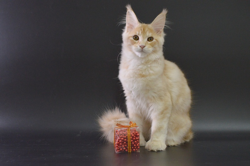 Sultan Akbars (polydactyl) 66/66 - Kitten maine-coon 4 months 0.5 weeks