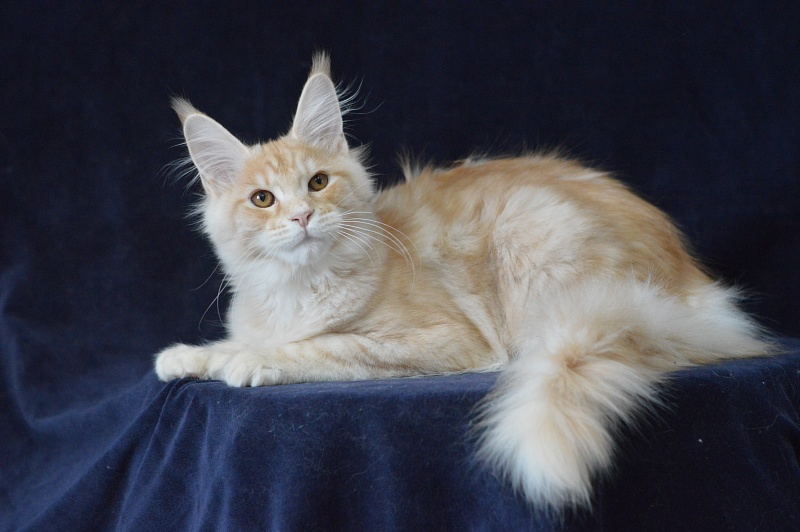 Sultan Akbars (polydactyl) 66/66 - Kitten maine-coon 4 months 3.5 weeks