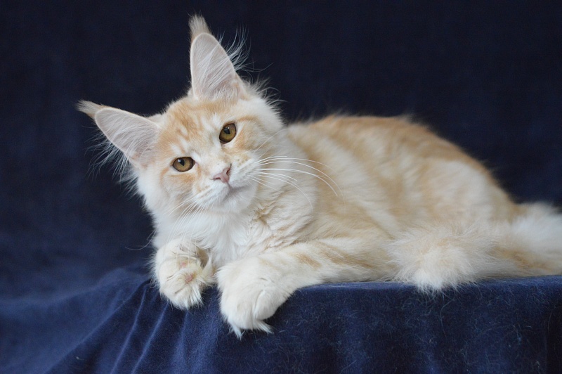 Sultan Akbars (polydactyl) 66/66 - Kitten maine-coon 4 months 3.5 weeks