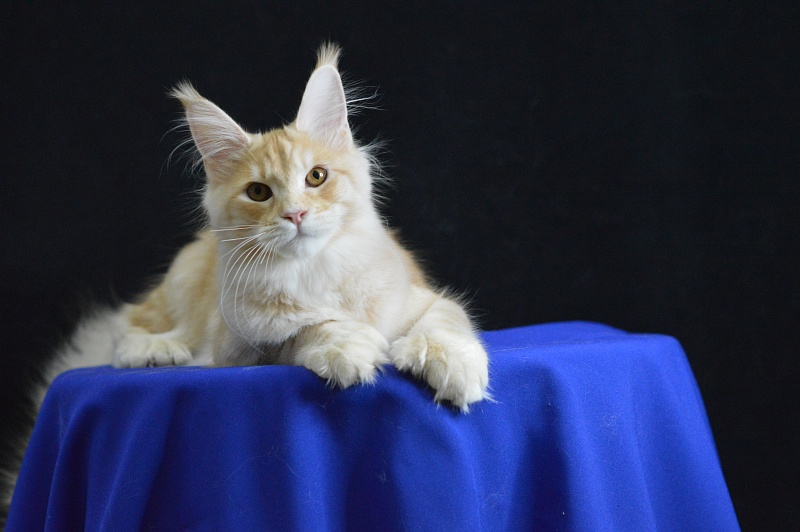 Sultan Akbars (polydactyl) 66/66 - Kitten maine-coon 5 months 2.5 weeks