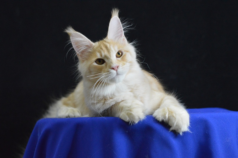 Sultan Akbars (polydactyl) 66/66 - Kitten maine-coon 5 months 2.5 weeks