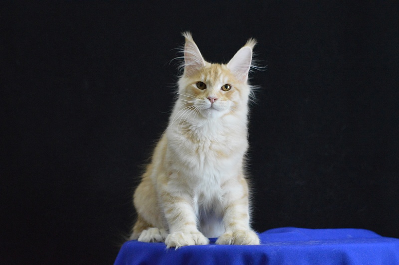 Sultan Akbars (polydactyl) 66/66 - Kitten maine-coon 5 months 2.5 weeks