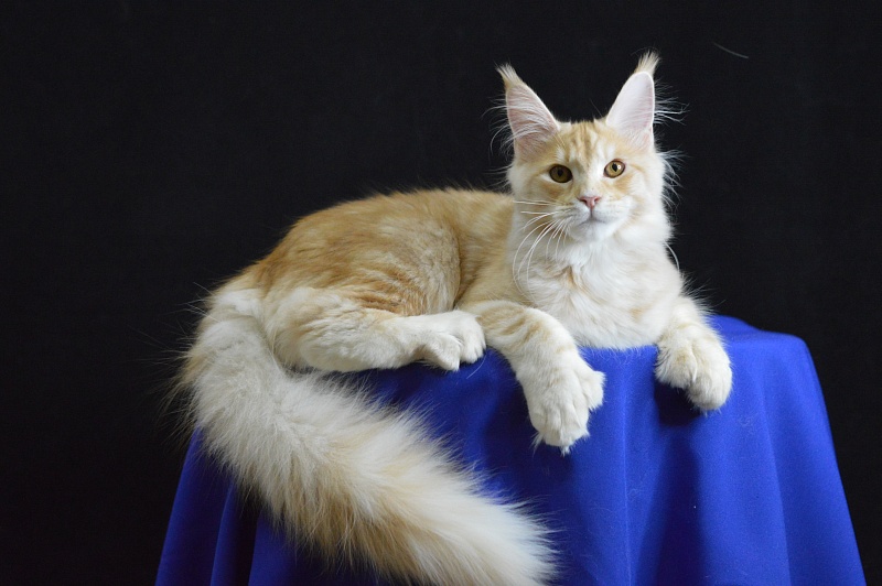 Sultan Akbars (polydactyl) 66/66 - Kitten maine-coon 5 months 2.5 weeks