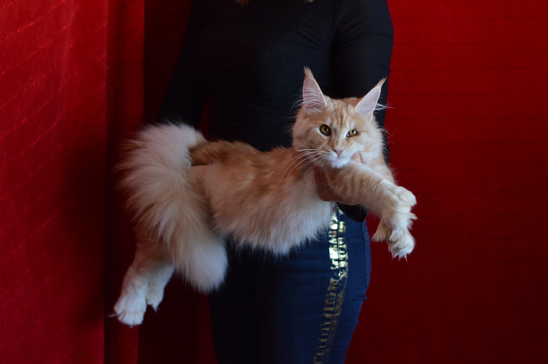 Sultan Akbars (polydactyl) 66/66 - Kitten maine-coon 6 months 1 week