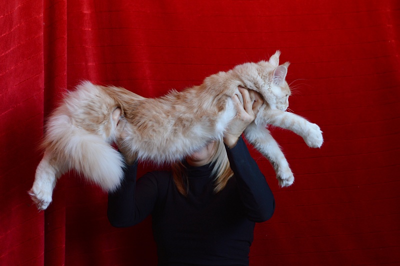 Sultan Akbars (polydactyl) 66/66 - Kitten maine-coon 6 months 1 week