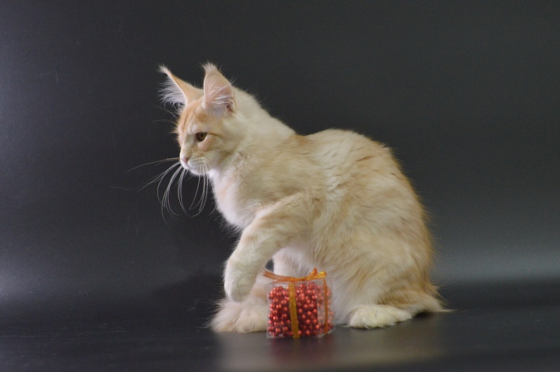 Sultan Akbars (polydactyl) 66/66 - Kitten maine-coon 4 months 0.5 weeks