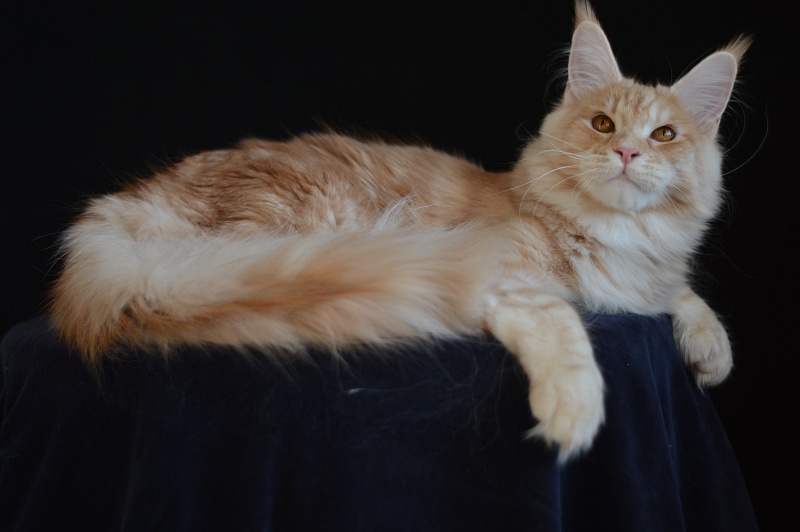 Sultan Akbars (polydactyl) 66/66 - Junior maine-coon 7 months 2.5 weeks