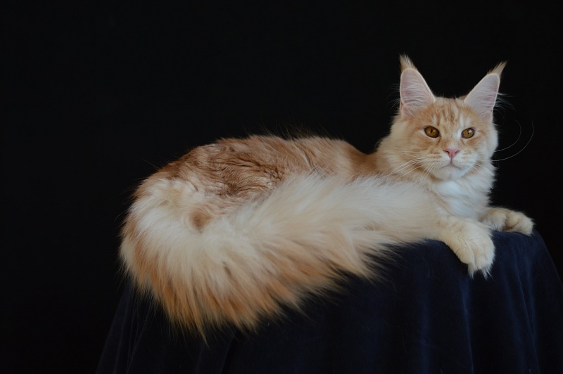 Sultan Akbars (polydactyl) 66/66 - Junior maine-coon 7 months 2.5 weeks