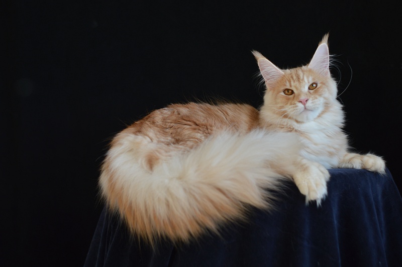 Sultan Akbars (polydactyl) 66/66 - Junior maine-coon 7 months 2.5 weeks