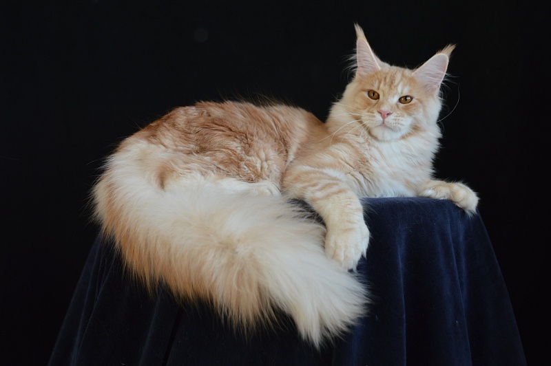 Sultan Akbars (polydactyl) 66/66 - Junior maine-coon 7 months 2.5 weeks