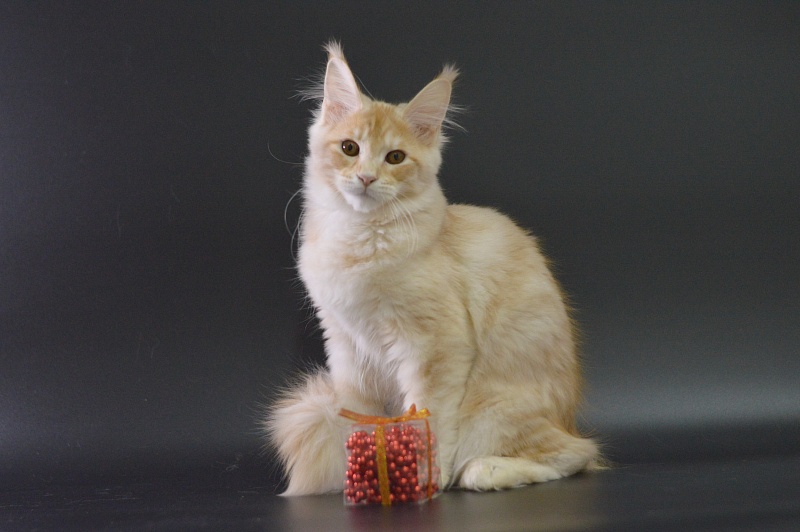 Sultan Akbars (polydactyl) 66/66 - Kitten maine-coon 4 months 0.5 weeks