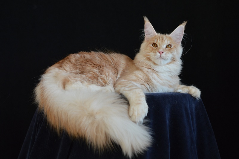 Sultan Akbars (polydactyl) 66/66 - Junior maine-coon 7 months 2.5 weeks