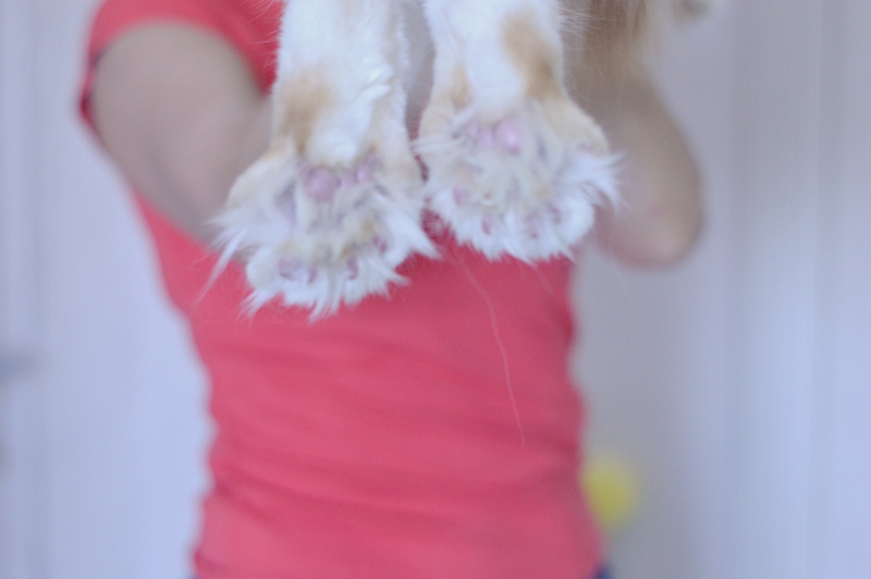 Sultan Akbars (polydactyl) 66/66 - Junior maine-coon 8 months 0.5 weeks