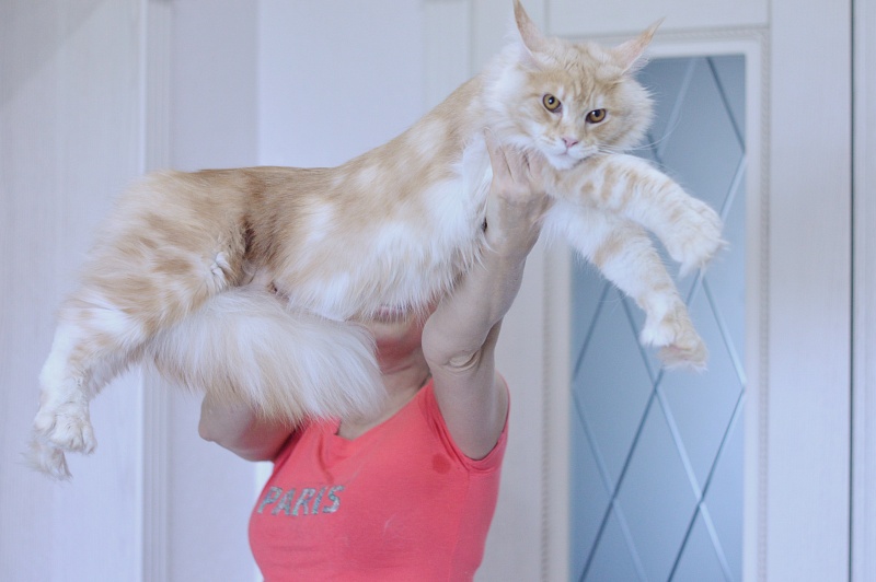 Sultan Akbars (polydactyl) 66/66 - Junior maine-coon 8 months 0.5 weeks