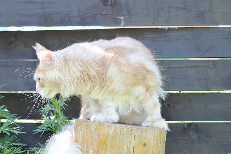 Sultan Akbars (polydactyl) 66/66 - Junior maine-coon 8 months 0.5 weeks