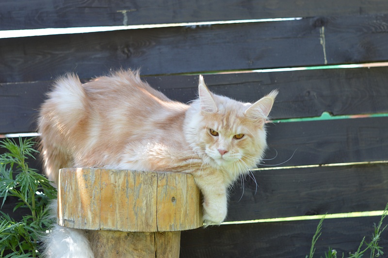 Sultan Akbars (polydactyl) 66/66 - Junior maine-coon 8 months 0.5 weeks
