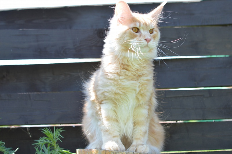 Sultan Akbars (polydactyl) 66/66 - Junior maine-coon 8 months 0.5 weeks