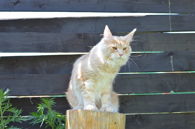 Sultan Akbars (polydactyl) 66/66 - Junior maine-coon 8 months 0.5 weeks
