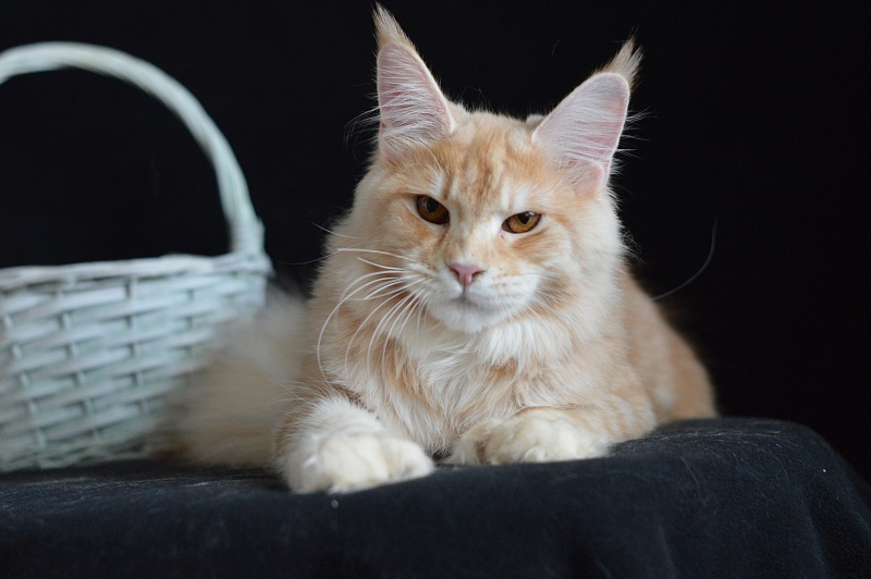 Sultan Akbars (polydactyl) 66/66 - Junior maine-coon 8 months 2.5 weeks