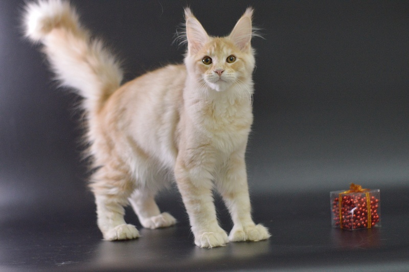 Sultan Akbars (polydactyl) 66/66 - Kitten maine-coon 4 months 0.5 weeks