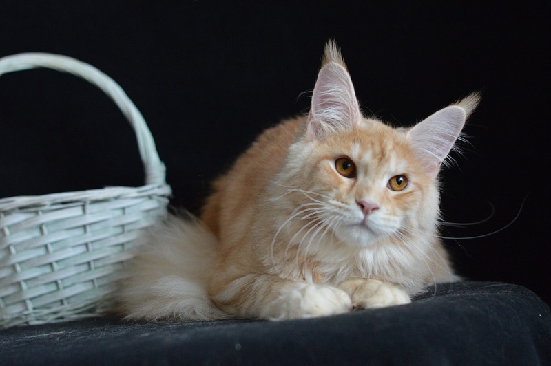 Sultan Akbars (polydactyl) 66/66 - Junior maine-coon 8 months 2.5 weeks