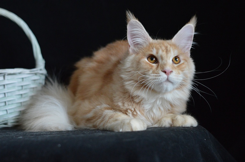 Sultan Akbars (polydactyl) 66/66 - Junior maine-coon 8 months 2.5 weeks