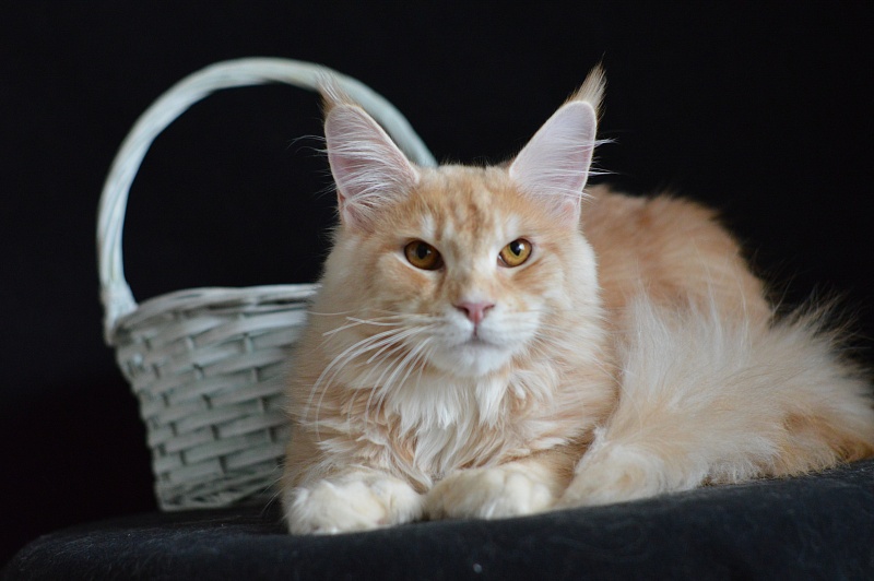 Sultan Akbars (polydactyl) 66/66 - Junior maine-coon 8 months 2.5 weeks