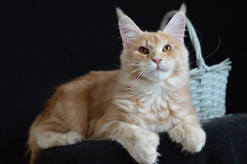 Sultan Akbars (polydactyl) 66/66 - Junior maine-coon 8 months 2.5 weeks