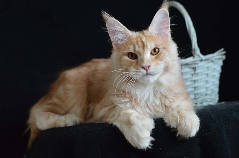 Sultan Akbars (polydactyl) 66/66 - Junior maine-coon 8 months 2.5 weeks