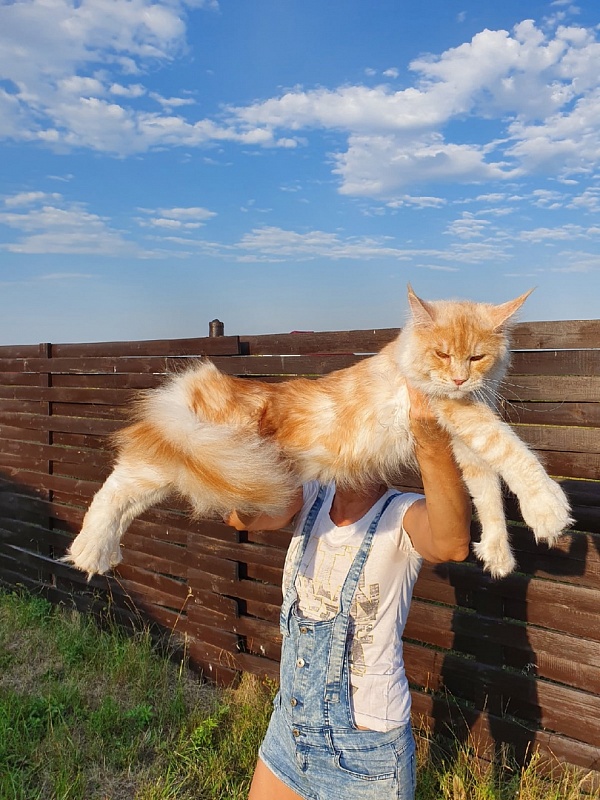Sultan Akbars (polydactyl) 66/66 - Adult maine-coon 10 months 0.5 weeks