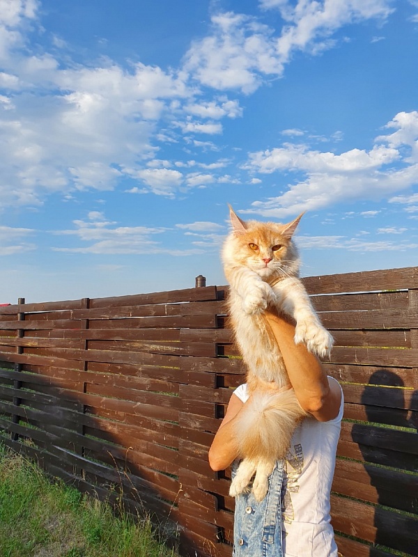 Sultan Akbars (polydactyl) 66/66 - Adult maine-coon 10 months 0.5 weeks
