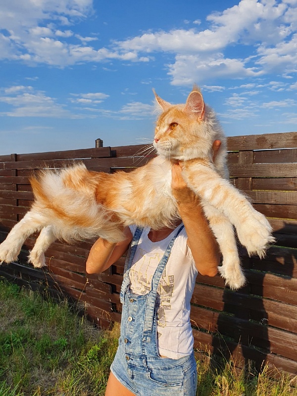 Sultan Akbars (polydactyl) 66/66 - Adult maine-coon 10 months 0.5 weeks