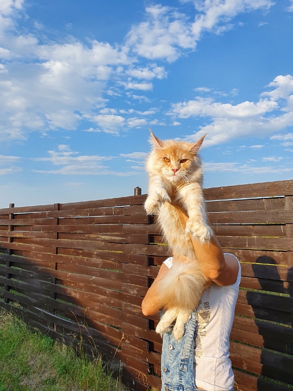 Sultan Akbars (polydactyl) 66/66 - Adult maine-coon 10 months 0.5 weeks