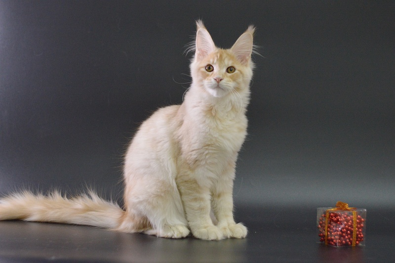 Sultan Akbars (polydactyl) 66/66 - Kitten maine-coon 4 months 0.5 weeks