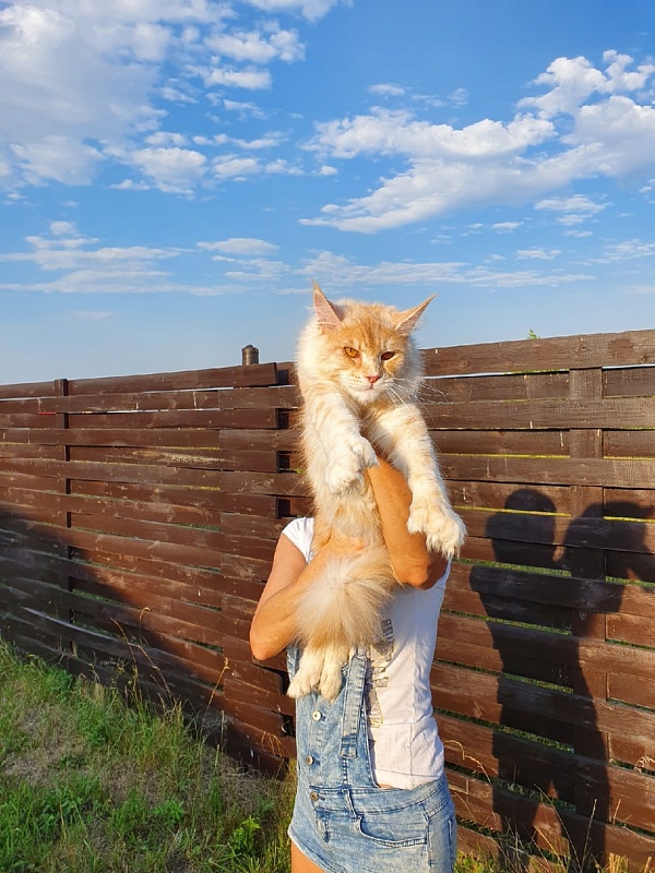 Sultan Akbars (polydactyl) 66/66 - Adult maine-coon 10 months 0.5 weeks