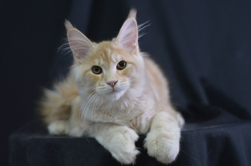 Sultan Akbars (polydactyl) 66/66 - Kitten maine-coon 4 months 2.5 weeks