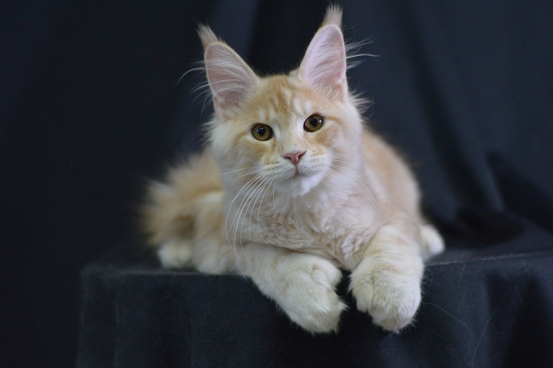 Sultan Akbars (polydactyl) 66/66 - Kitten maine-coon 4 months 2.5 weeks