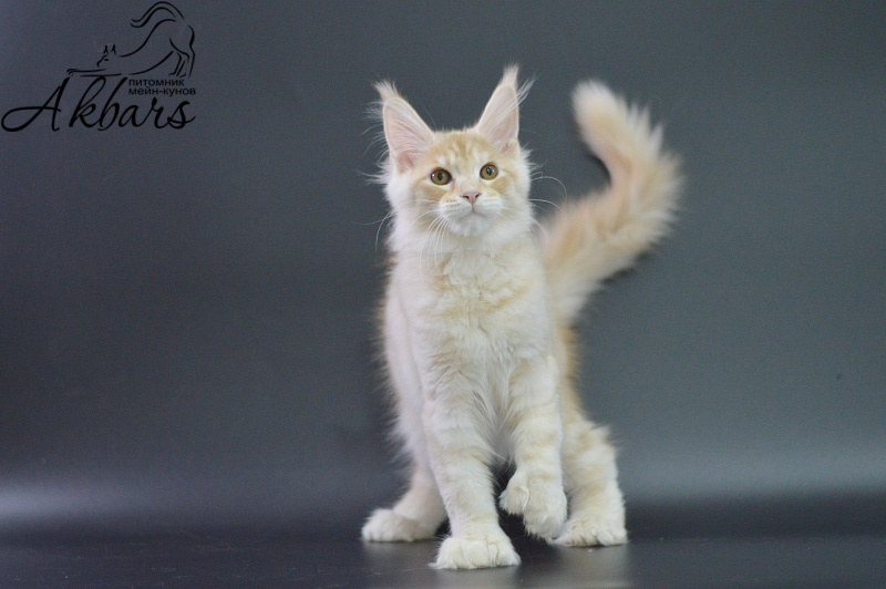 Sultan Akbars (polydactyl) 66/66 - Kitten maine-coon 3 months 1.5 week