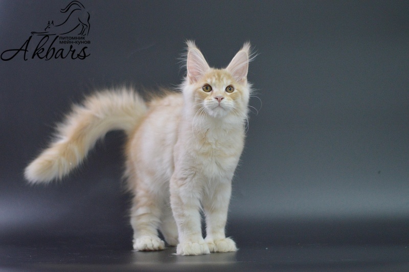 Sultan Akbars (polydactyl) 66/66 - Kitten maine-coon 3 months 1.5 week