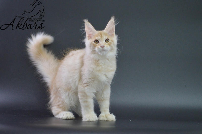 Sultan Akbars (polydactyl) 66/66 - Kitten maine-coon 3 months 1.5 week