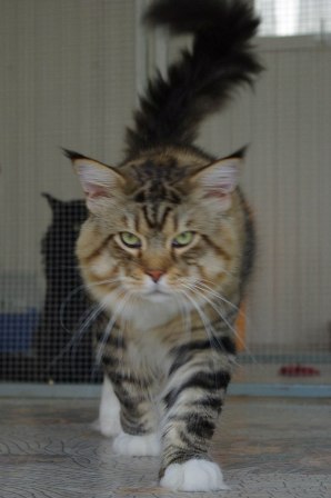 Love Hulen's Country Joe - Adult maine-coon 3 years 10.5 months
