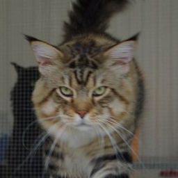 Love Hulen's Country Joe