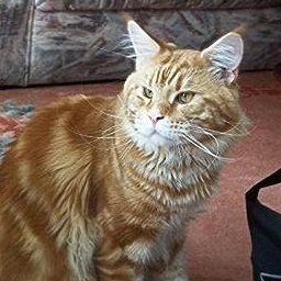 Honey Hill's Paprika