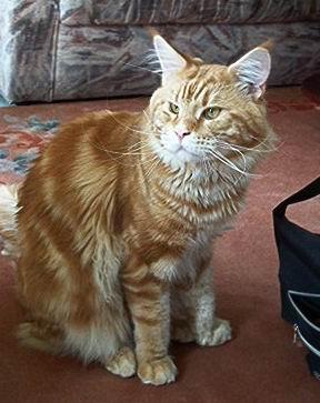 Honey Hill's Paprika - мейн-кун