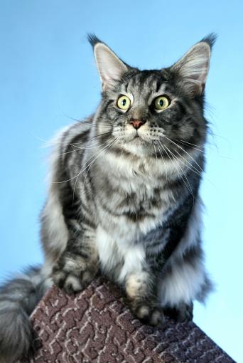 Cool Motion's Quiet-Man - maine-coon