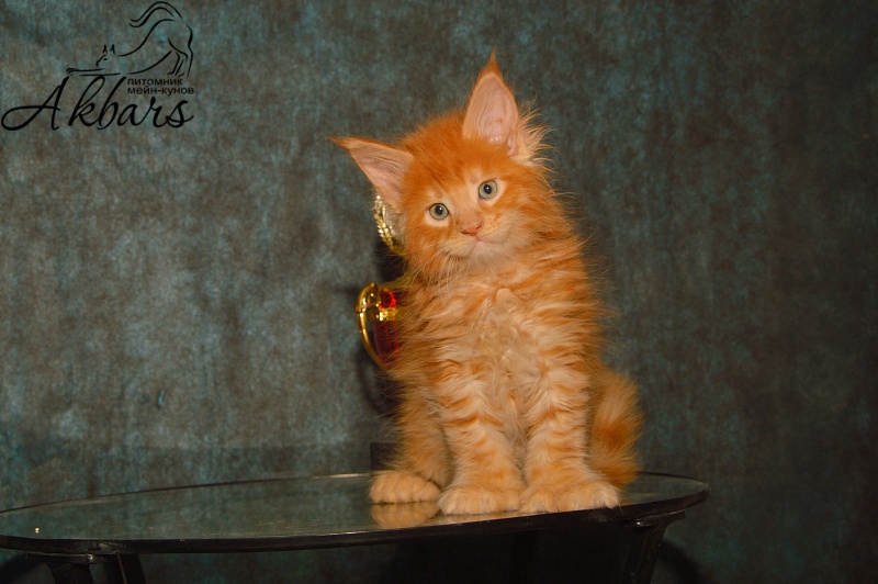 Quinto Akbars (polydactyl) - Kitten maine-coon 4 weeks