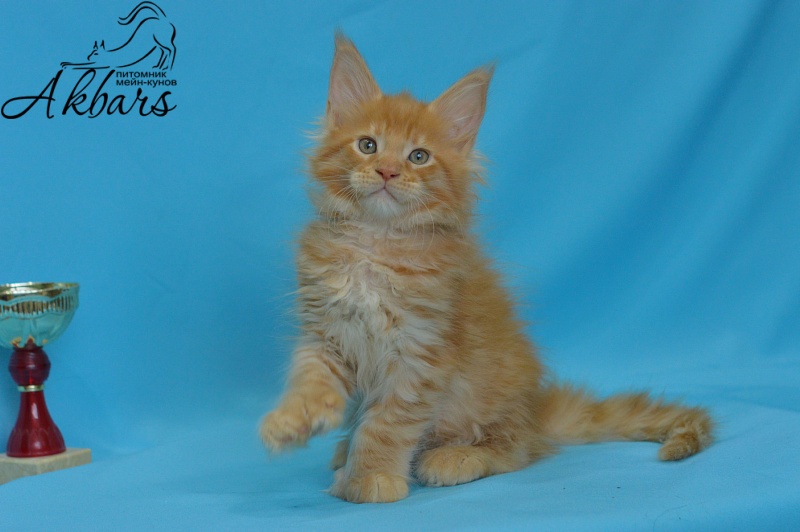 Quinto Akbars (polydactyl) - Kitten maine-coon 1 month 3 weeks